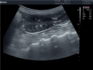 EDAN Acclarix LX4 VET